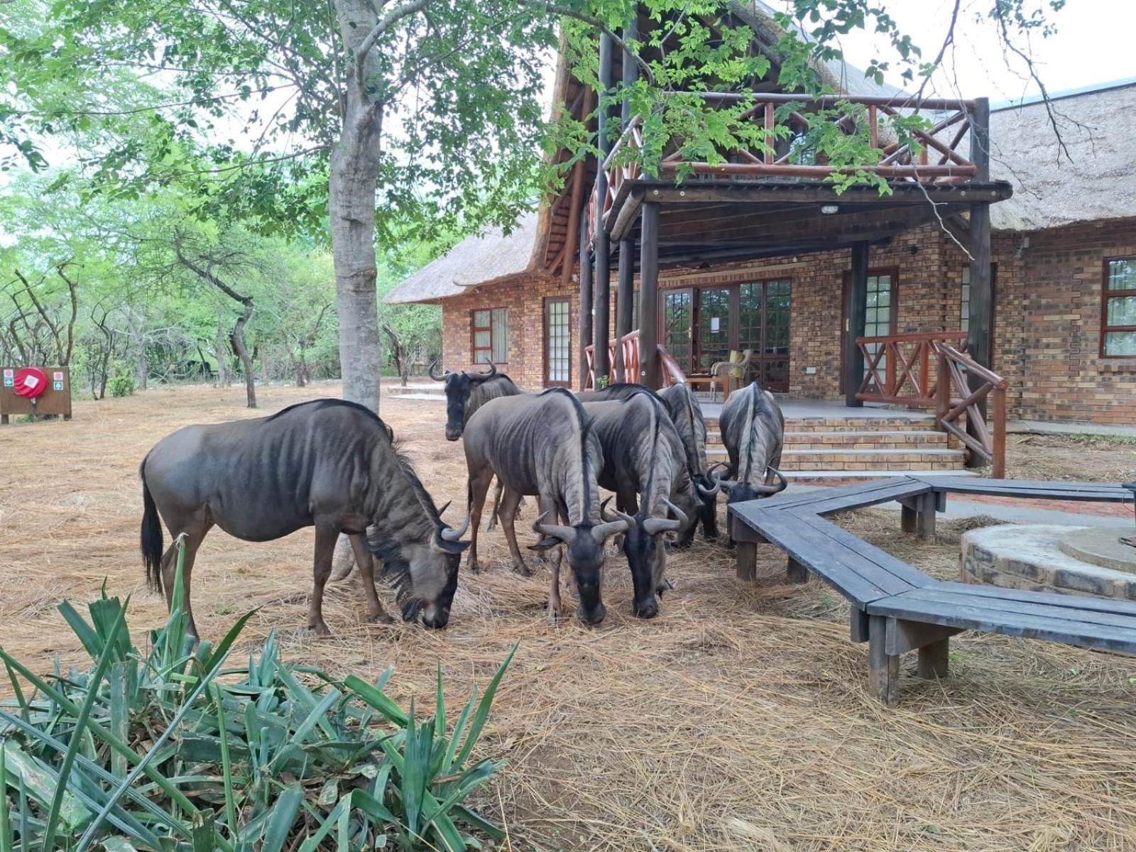 Kruger Riverside Lodge - No Load-Shedding مارلوث بارك المظهر الخارجي الصورة