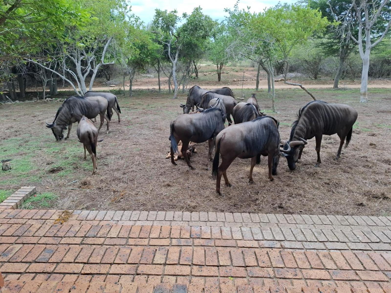 Kruger Riverside Lodge - No Load-Shedding مارلوث بارك المظهر الخارجي الصورة