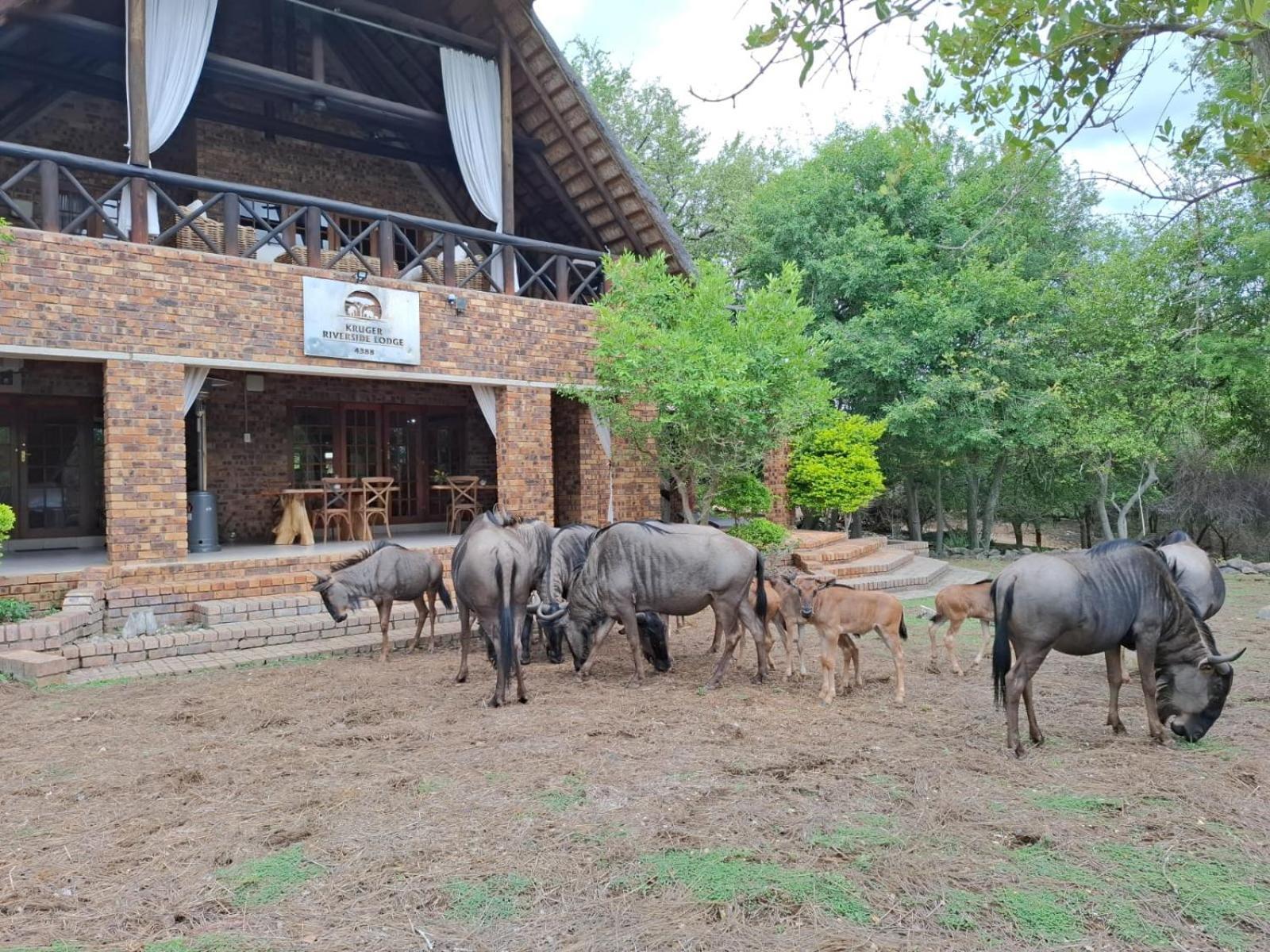 Kruger Riverside Lodge - No Load-Shedding مارلوث بارك المظهر الخارجي الصورة