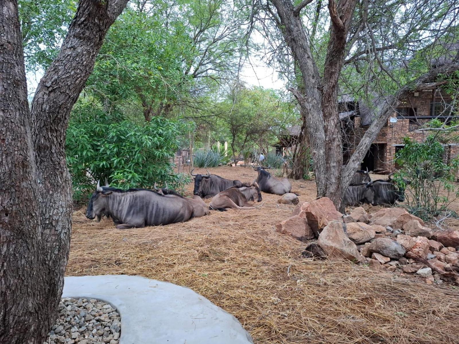 Kruger Riverside Lodge - No Load-Shedding مارلوث بارك المظهر الخارجي الصورة