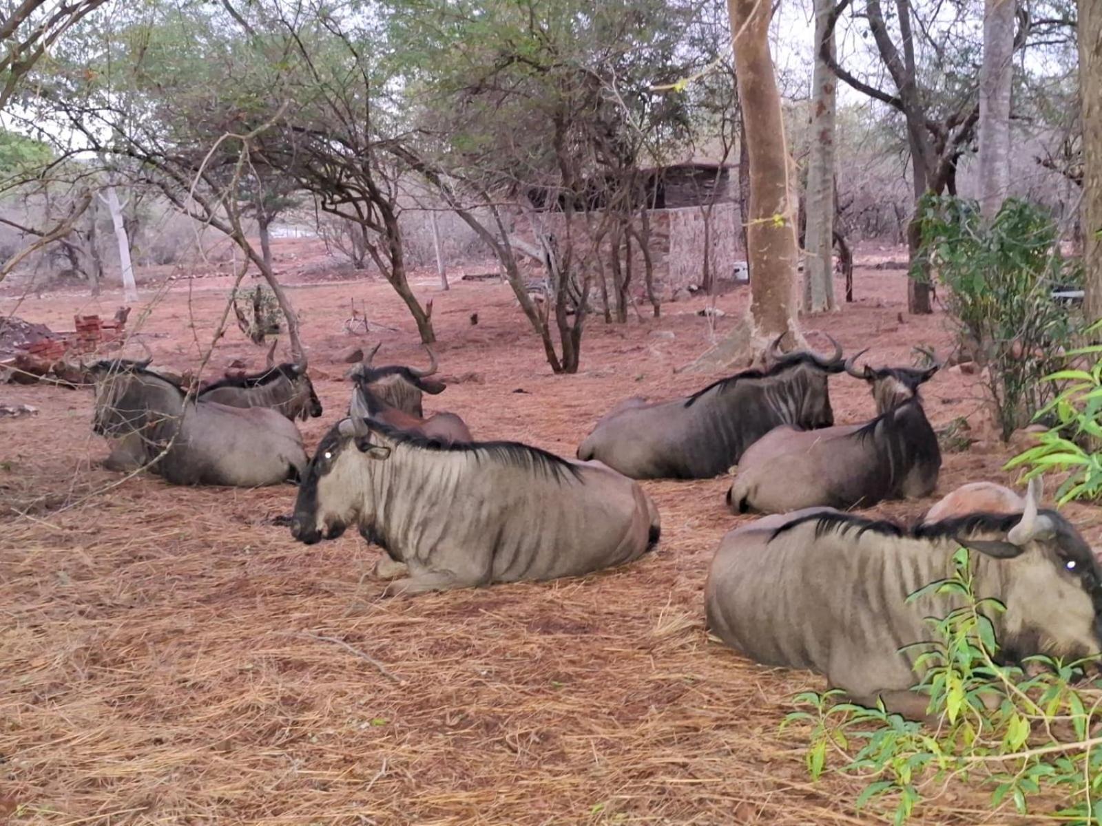 Kruger Riverside Lodge - No Load-Shedding مارلوث بارك المظهر الخارجي الصورة