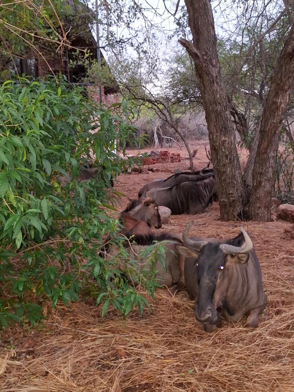 Kruger Riverside Lodge - No Load-Shedding مارلوث بارك المظهر الخارجي الصورة