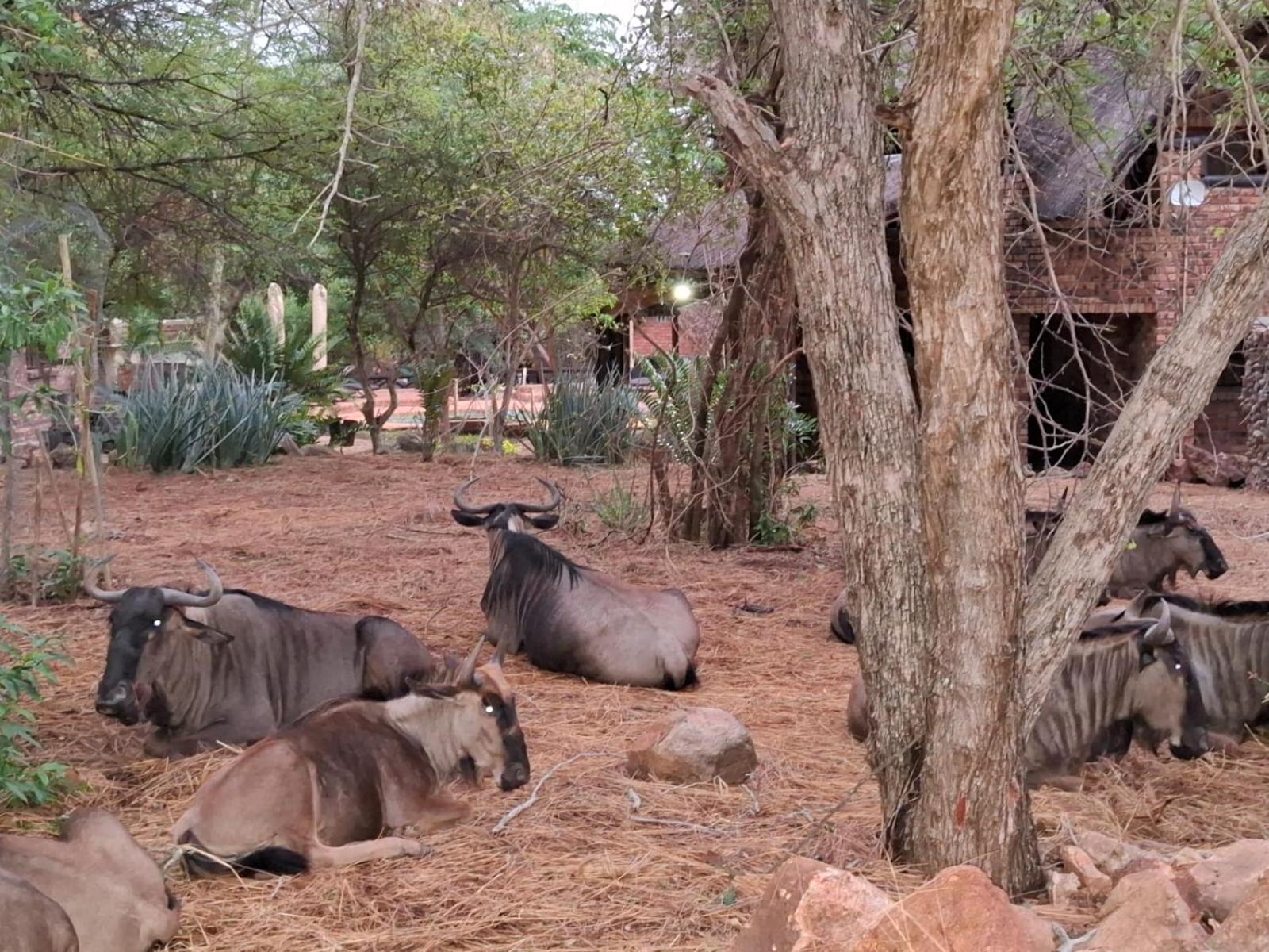 Kruger Riverside Lodge - No Load-Shedding مارلوث بارك المظهر الخارجي الصورة